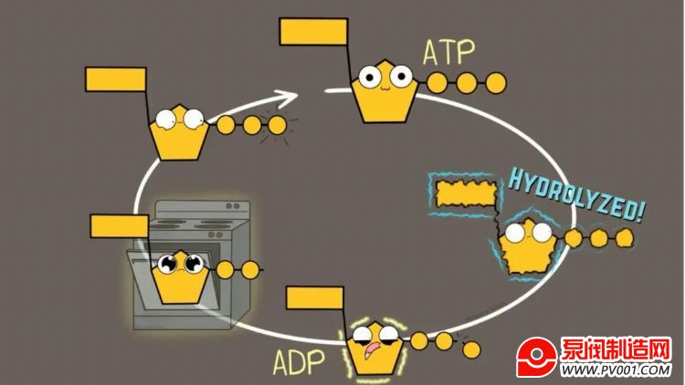 �Ӷ��Ե���������΢���� �ҿ�ATP��������ˮ���������ϵ�Ӧ��-�÷�������