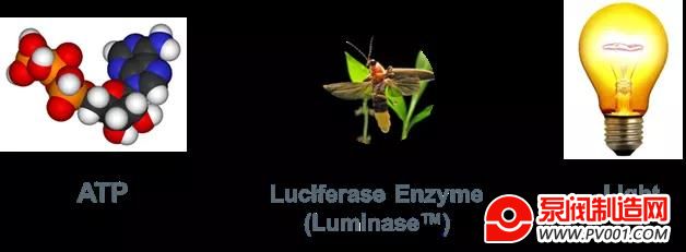 �Ӷ��Ե���������΢���� �ҿ�ATP��������ˮ���������ϵ�Ӧ��-�÷�������