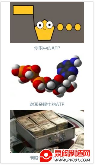 �Ӷ��Ե���������΢���� �ҿ�ATP��������ˮ���������ϵ�Ӧ��-�÷�������