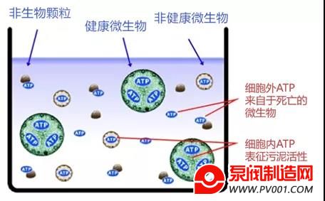 �Ӷ��Ե���������΢���� �ҿ�ATP��������ˮ���������ϵ�Ӧ��-�÷�������